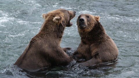 Bears having a conversation at Brooks Falls. July 2022.