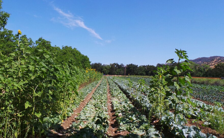 400-acre, organic Full Belly Farm, in California's Capay Valley north of Sacramento, is busier than ever trying to ramp up production to meet soaring demand. CSA programs almost everywhere report a surge in memberships and growing waiting lists.