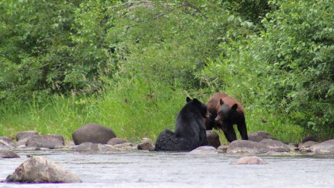 two black bears play along the banks of a river surrounded by green trees