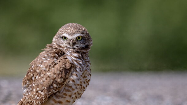 The Cape Coral Friends of Wildlife has spent more than $450,000 buying lots around town to preserve them for burrowing owls and gopher tortoises. The group is asking anyone piling up storm debris along the front of their yards to make sure they are not trapping the Florida burrowing owl, which is listed as State Threatened by the Florida Fish and Wildlife Conservation Commission, underground