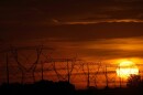 The sun rises near power lines.