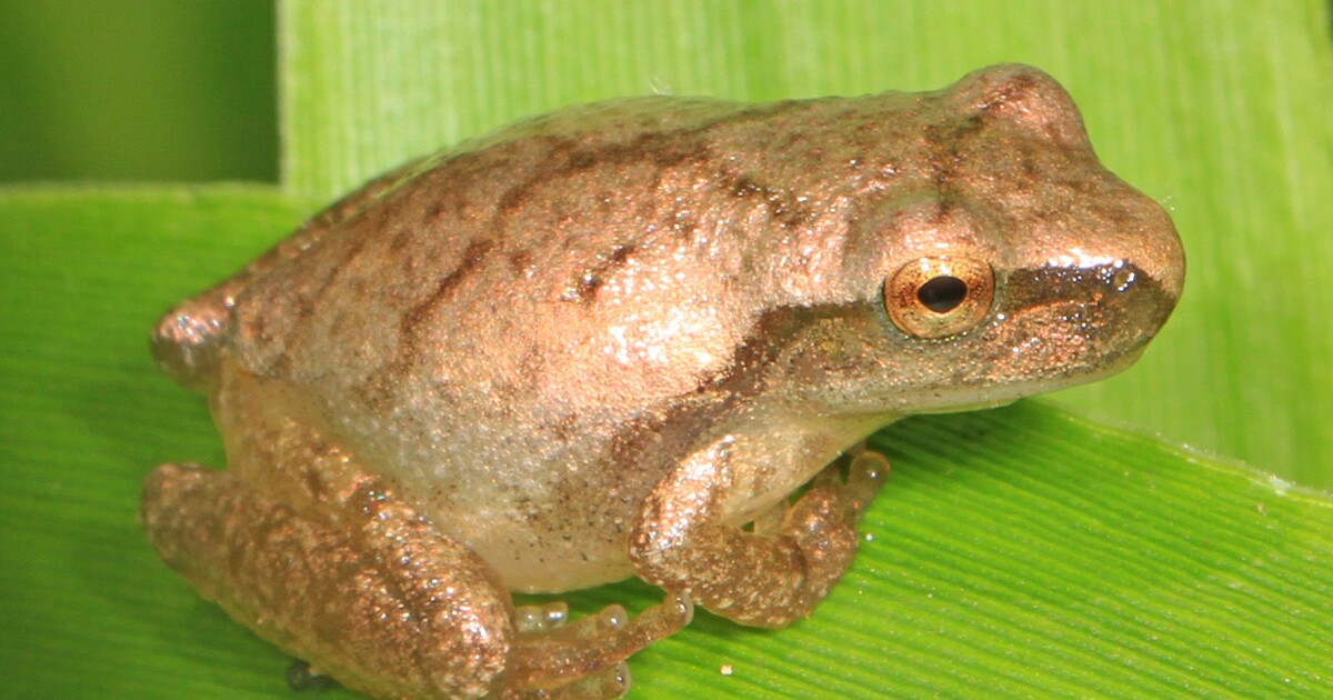 A chorus of frogs South Carolina Public Radio