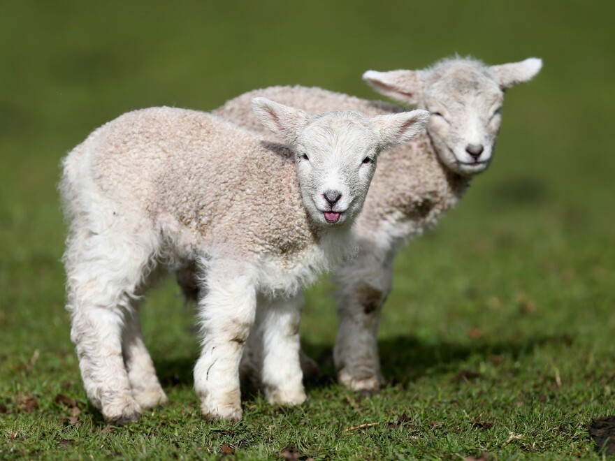 In New Zealand, sheep outnumber people 6 to 1.