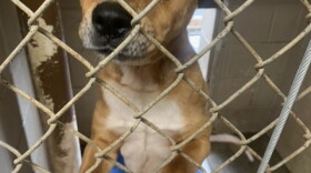 Dog in the Kentucky River Region Animal Shelter