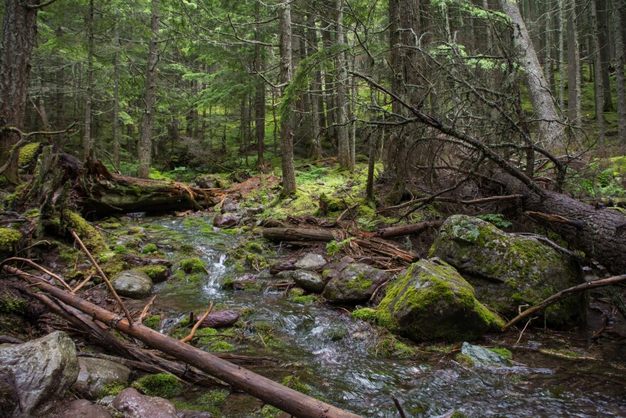 Lush foliage around a stream in Glacier National Park