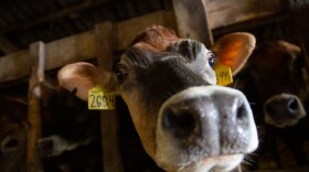 FILE - Cows poke their heads out from gates at a dairy farm in Tillamook, Ore., in this Feb. 19, 2020, file photo. Initiative Petition 28 would outlaw many practices core to the dairy sector, including breeding cattle.