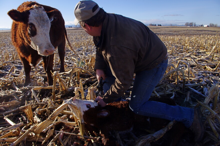 farm, idaho, cow, rural