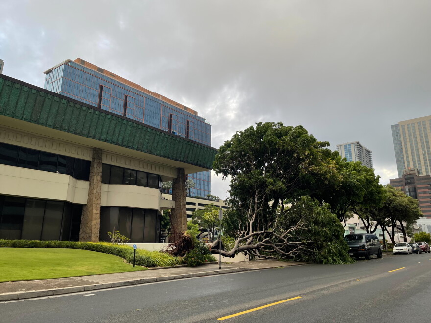 A large tree is seen after it fell over on Sunday, Aug. 16, in front of the First Hawaiian Bank on Kaheka Street and Kapiʻolani Boulevard on Oʻahu.