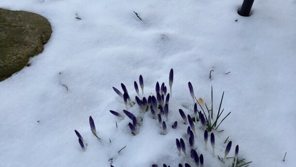 Winter dormancy protects plants during cold periods. If temperatures get warm enough to coax plants out of this state, a subsequent frost could be deadly.