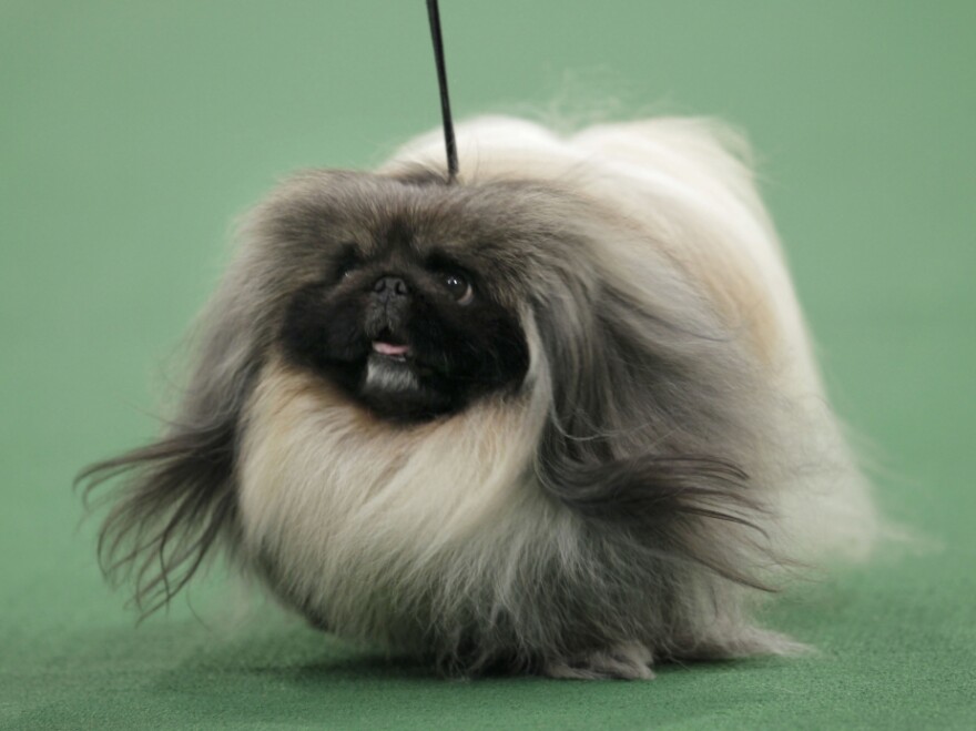 Malachy the Pekingese was named Best in Show at the 136th annual Westminster Kennel Club dog show in New York on Tuesday.