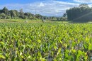 A loʻi kalo, or taro field, in Waiʻoli Valley on Kauaʻi’s north shore.