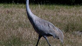 Sandhill Crane