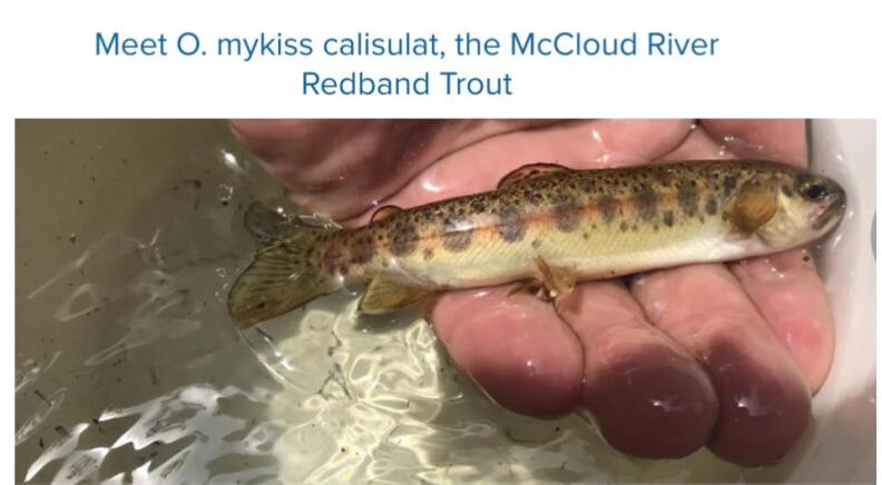 McCloud River Redband Trout