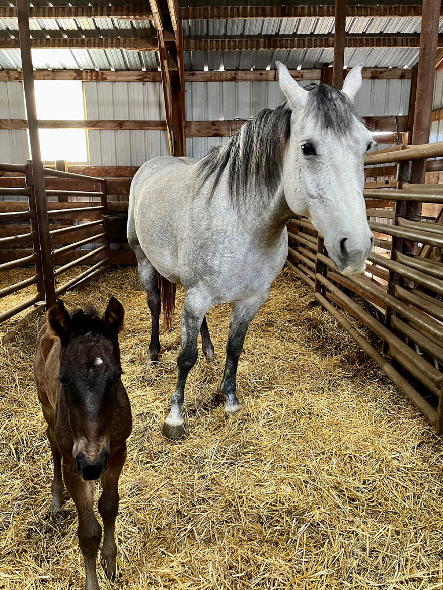 An early foal stands with her mother at Ashley Quarter Horses in Forsyth