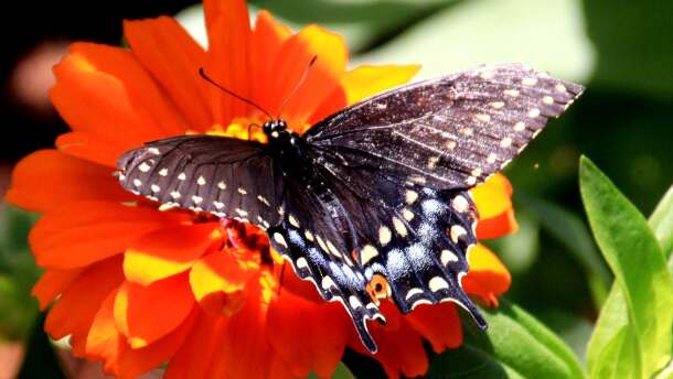 Norfolk Botanical Garden's Bristow Butterfly Garden sits among 2.5 acres of plants that support butterflies and moths. A USA Today readers' poll recently named the Norfolk site the top butterfly house in the country.