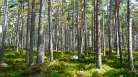Pine Trees