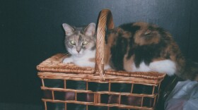 Kelly, a calico cat, lived in Lafayette Square