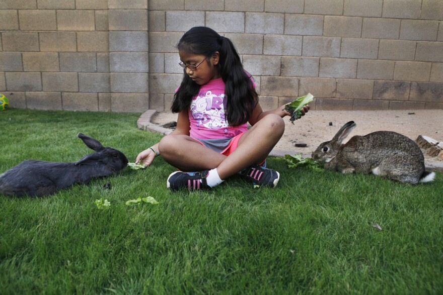 Vanessa feeds her two rabbits in the backyard.