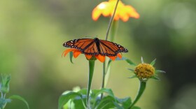 A monarch lays on a mexican sunflower in John and Stacey Calta’s garden in High Springs, Fla., on Friday, July 3, 2026. (Kaley Mantz/WUFT News)
