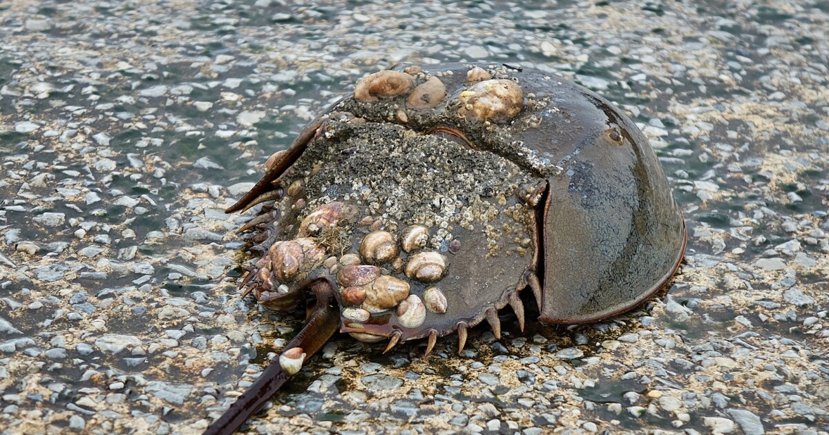 Settlement protects horseshoe crabs and endangered birds along SC coast