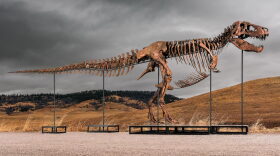 T Rex skeleton Gus