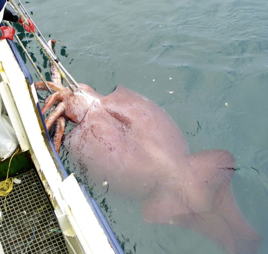 Researchers hooked this adult male colossal squid in the Ross Sea near Antarctica in 2007. The gigantic sea creature is about 33 feet long and weighed in at just under 1,000 pounds.