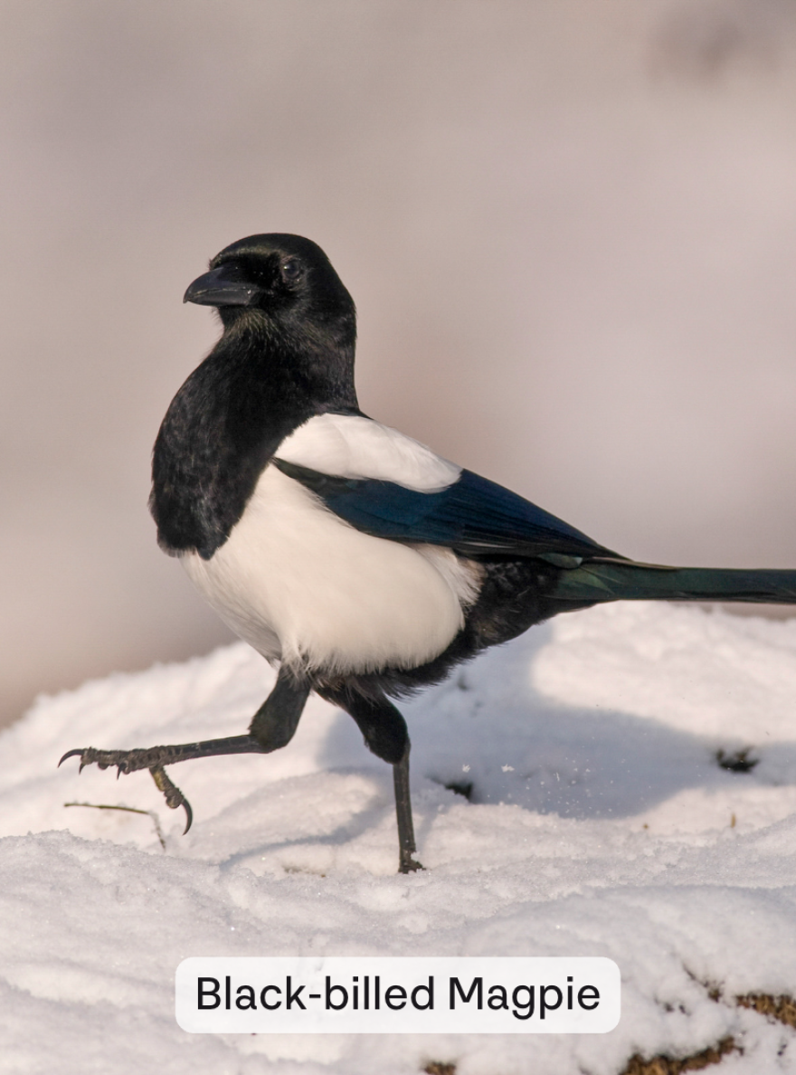 A Black-billed Magpie struts across snow. The bird has a black head, blue spots on its wings, and a white chest and sides. Its posture gives the impression of a confident, arrogant attitude.