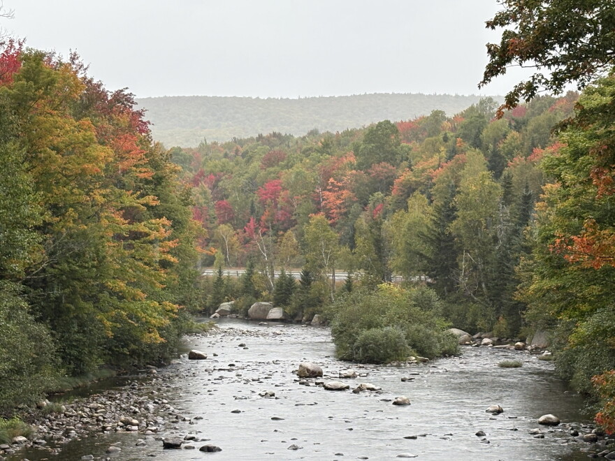 Pops of red, yellow and orange showing up in the forests. 