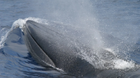 Primer plano de la cabeza y el hocico de una ballena de Rice gris emergiendo de aguas azules, con salpicaduras de agua sobre su cabeza.