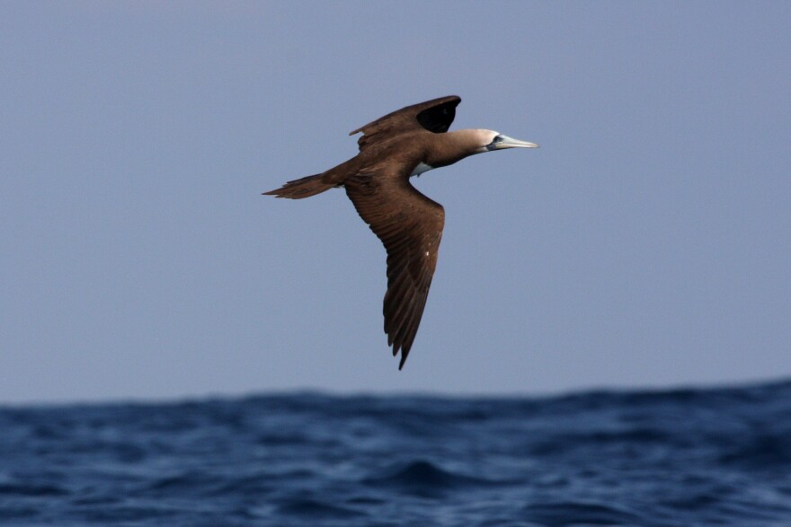 brown_booby__sula_leucogaster___5911769839__0.jpg