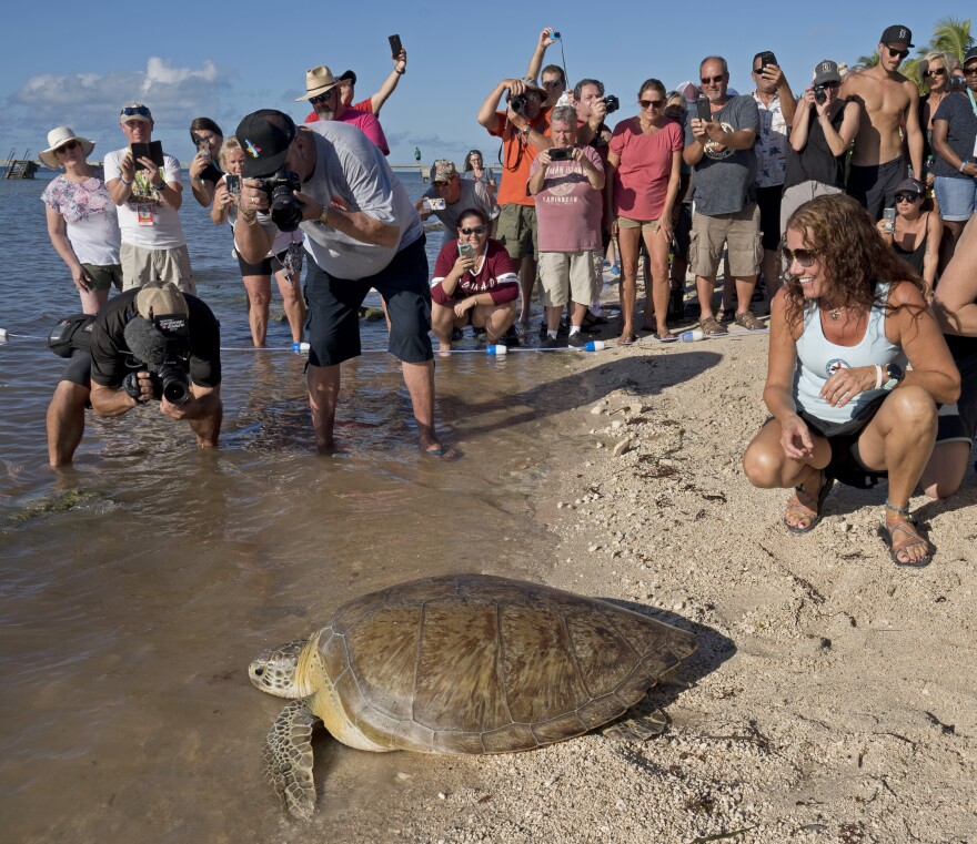 Bette Zirkelbach from the Turtle Hospital, right, watches Splinter the green sea turtle return to the ocean in Key West.