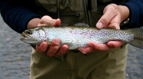 Two hands hold a medium sized rainbow trout in front of a body wearing waders.