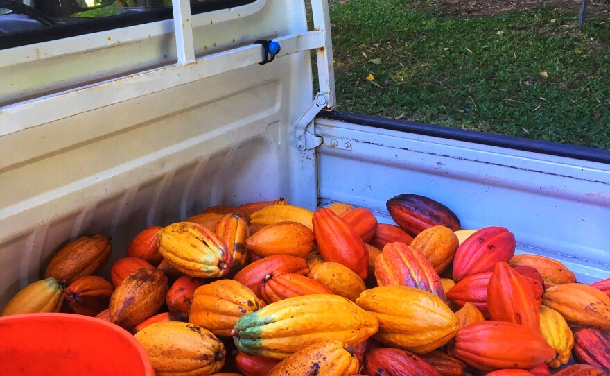 Collecting cacao pods