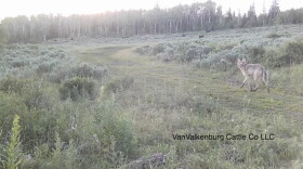 A member of the One Ear wolf pack sizes up cattle on Adam VanValkenburg's ranch in Jackson County. VanValkenburg has been dealing with One Ear Pack wolves in his cattle since before Colorado's wolf reintroduction started, when a breeding pair of wolves migrated into the area from Wyoming. He spends upwards of 30 hours per week working with nonlethal tools to keep wolves away from his livestock.
