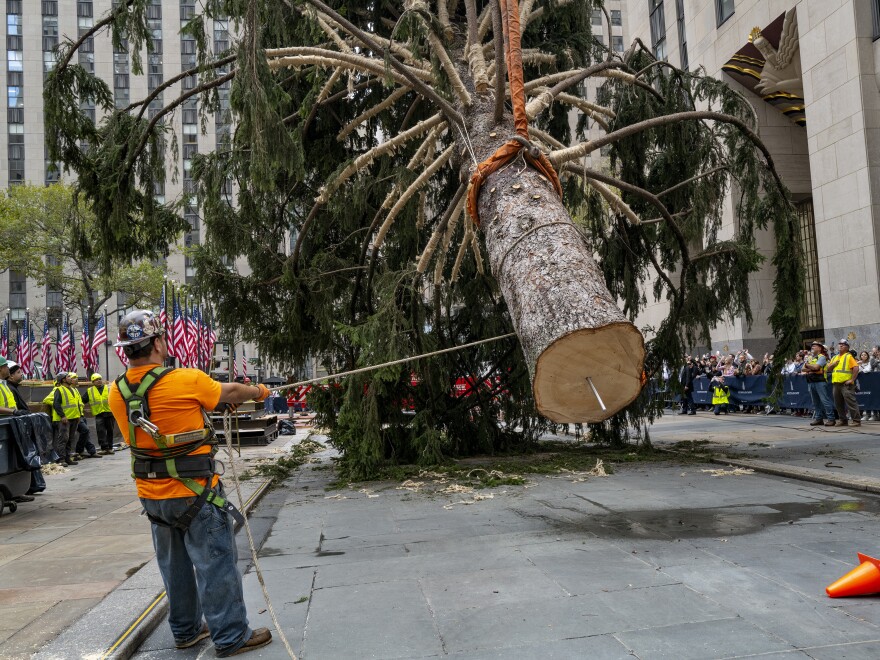 Workers steady the 2022 Rockefeller Center Christmas tree as a crane lifts the donated tree into place on Saturday.