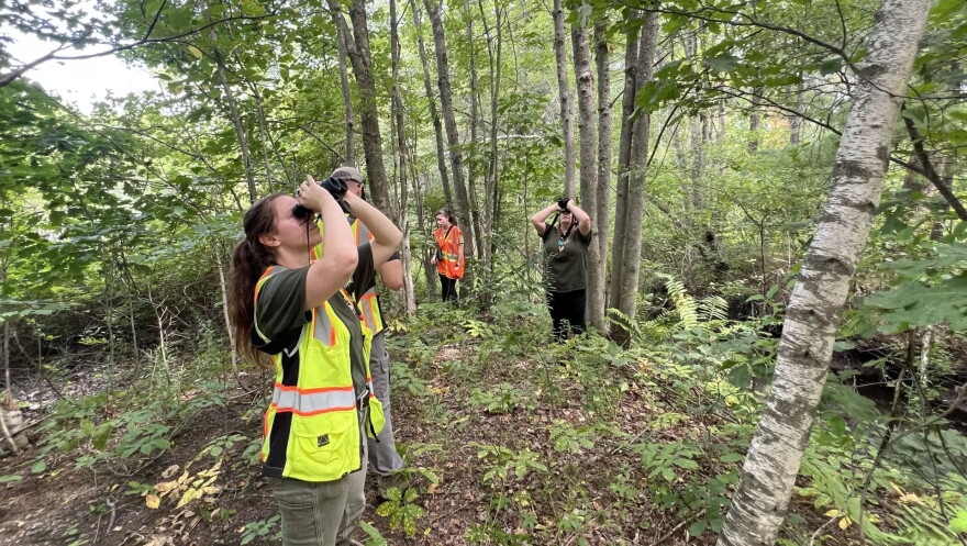 State and federal forest workers have been climbing trees and walking through forests around Central Massachusetts, ensuring there are no lingering signs of the Asian longhorned beetle.
