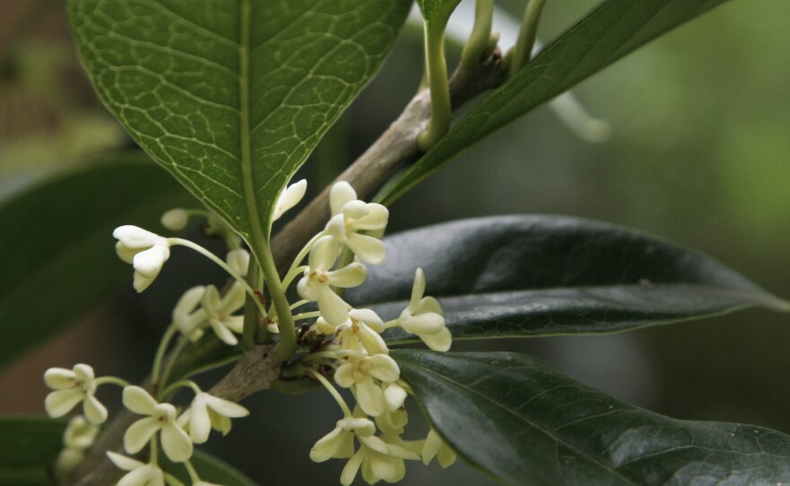 A tea olive shrub in bloom