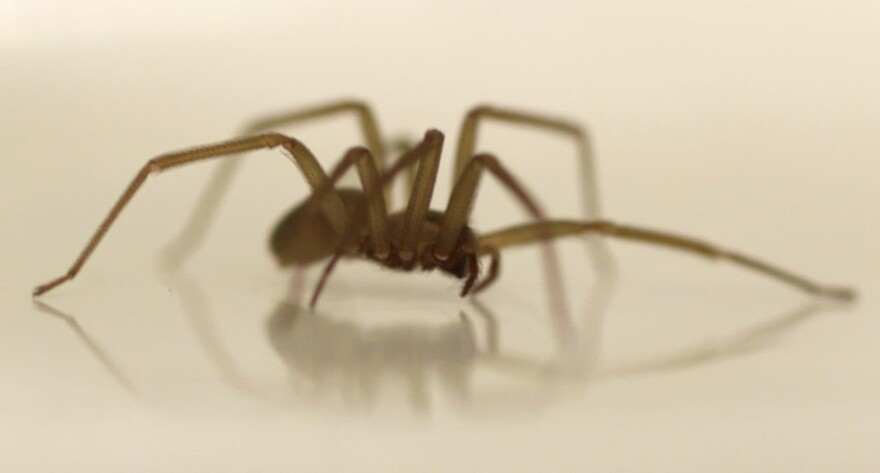 Brown recluses, like the one pictured here, "are definitely a serious medical spider, but their bites are fairly rare," North Carolina State University entomologist Matt Bertone says. (Carolyn Kaster/AP)