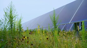 Solar panels tilt toward the sky as wildflowers bloom in the foreground.