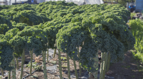On its website, South Circle Farm workers say they use labor intensive methods and organically approved fertilizers to grow their crops.