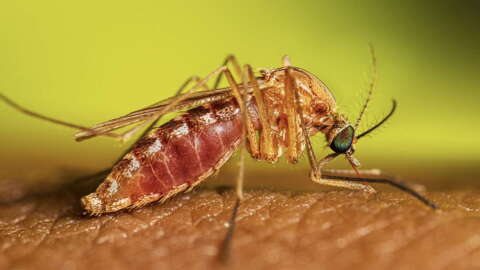 An undated photo of a female Culex mosquito taking a blood meal from a person. Mosquitoes require blood for their reproductive cycles, but can also be a serious vector in spreading diseases, such as West Nile, between humans and other animals.