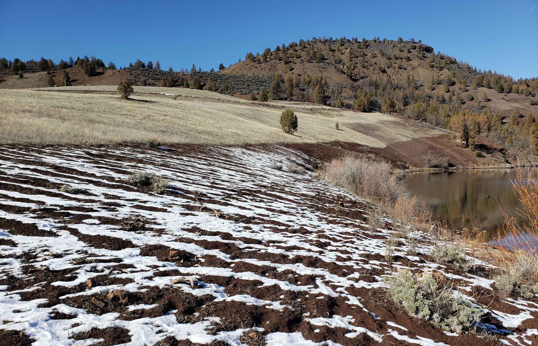 Restoring the Klamath River will take billions of native seeds ...