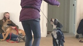 A black-and-white spaniel-looking dog dances on her hind legs at the inaugural Pup Palooza at the Little River Inn