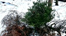 Christmas tree graveyard 