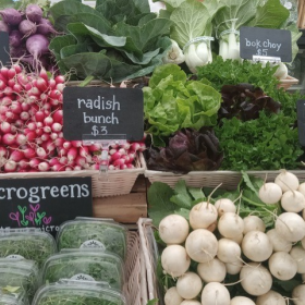 All photos courtesy of Sunchoke Farms; all rights reserved.