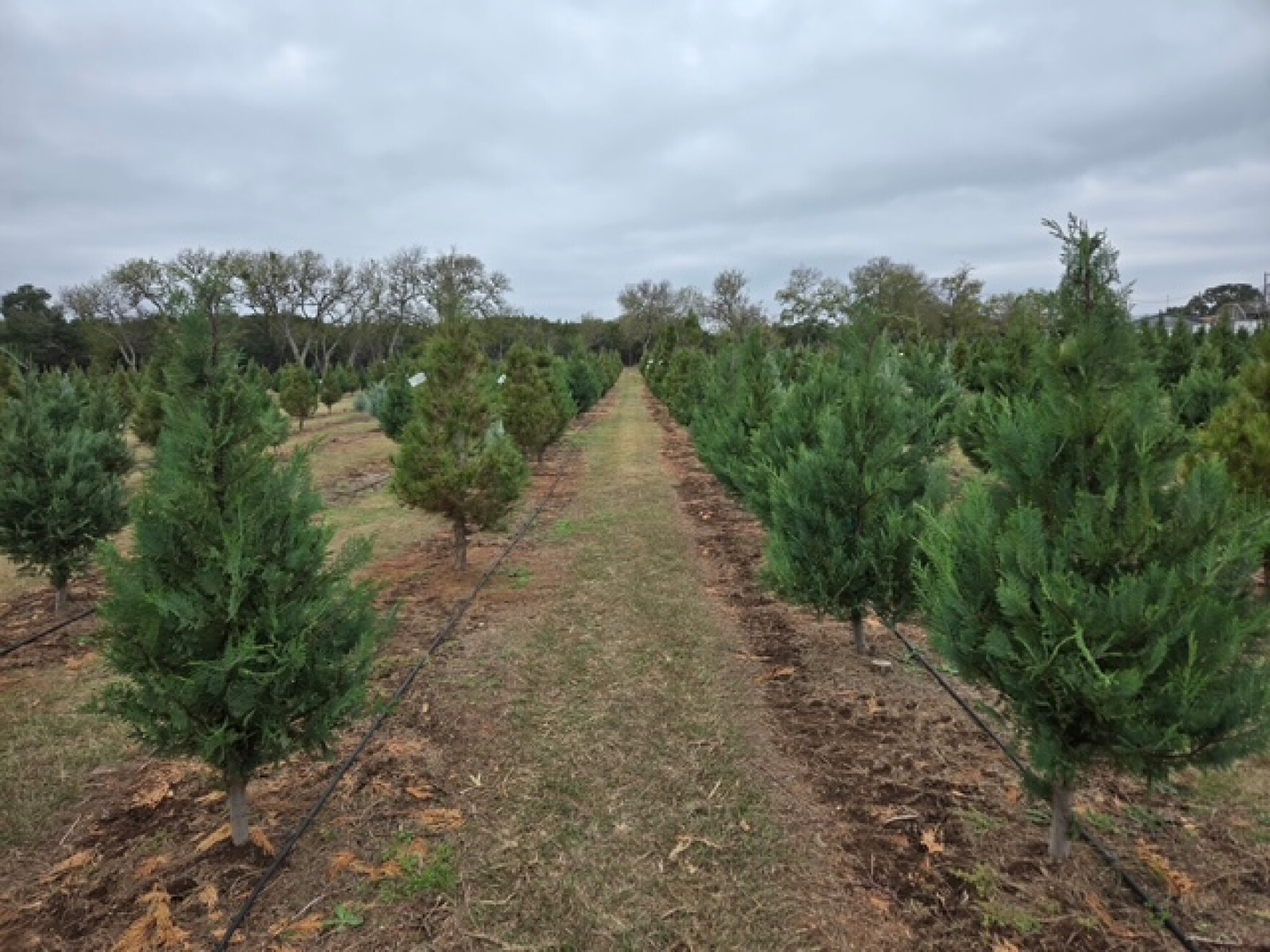 San Antonio is offering free Christmas tree recycling | TPR
