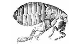 The bacterium that causes the plague travels around on fleas. This flea illustration is from Robert Hooke's Micrographia, published in London in 1665.