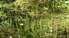 Huachuca water umbel