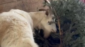 A goat at Mitten Misfits Farm Sanctuary in Grand Ledge eats a Christmas tree.