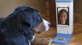 Your dog can hear your voice, see your face and get treats dispensed at your whim. Almost as good as the real thing!